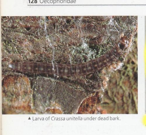 Crassa unitella